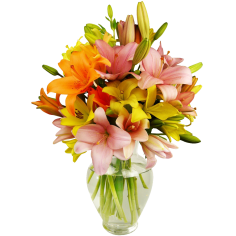 12 Stem Assorted  Asiatic Lily Bunch