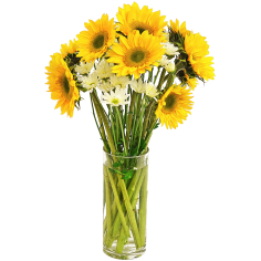 Solar Sunflower  Cocktail